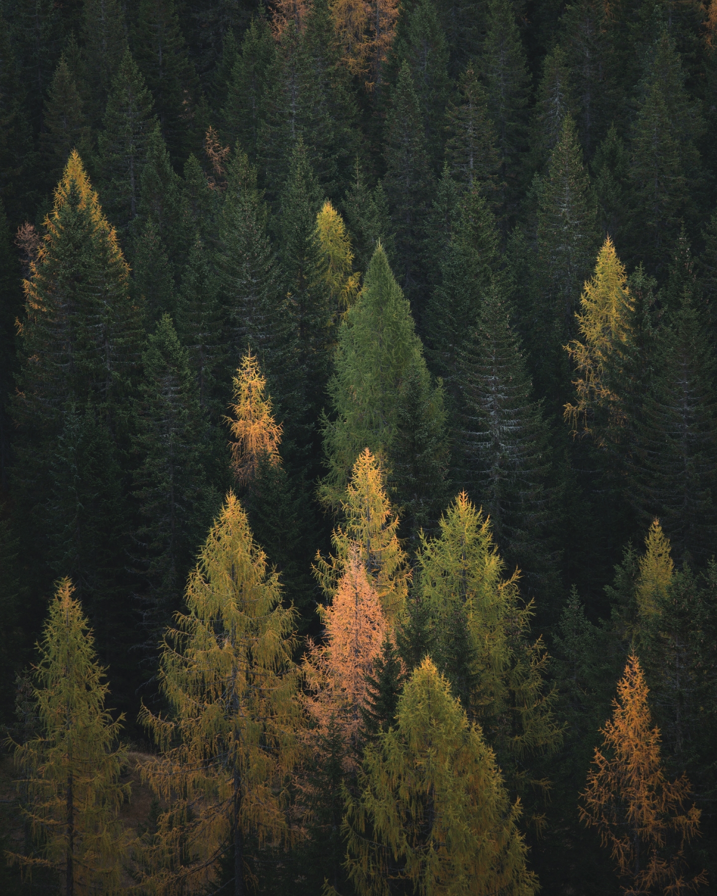 Image Effect Wood 1440x1800